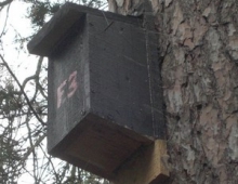 Bat Boxes at Meadowside