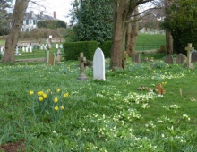Primroses at St Marys
