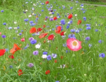 Wildflower ribbon on Old Mill Drive